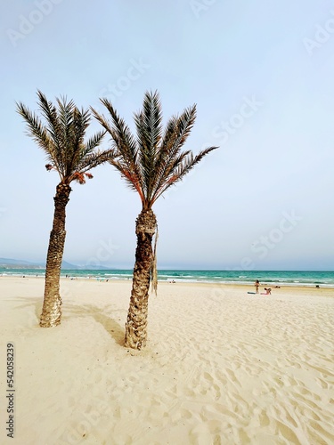 Palm trees on a beach