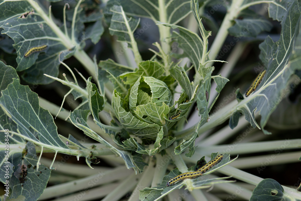 harmful in cabbage butterfly and cabbage,agricultural damage, insect damage, damage to