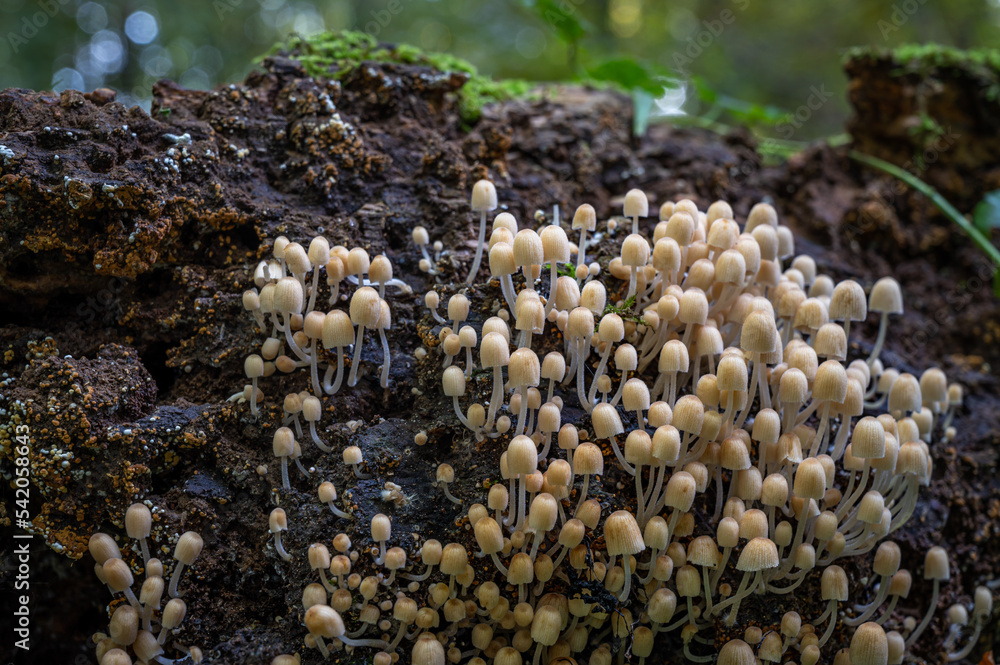 Coprinellus disseminatus. Fairy inkcap. Trooping crumble cap mushrooms on tree trunck in nature.