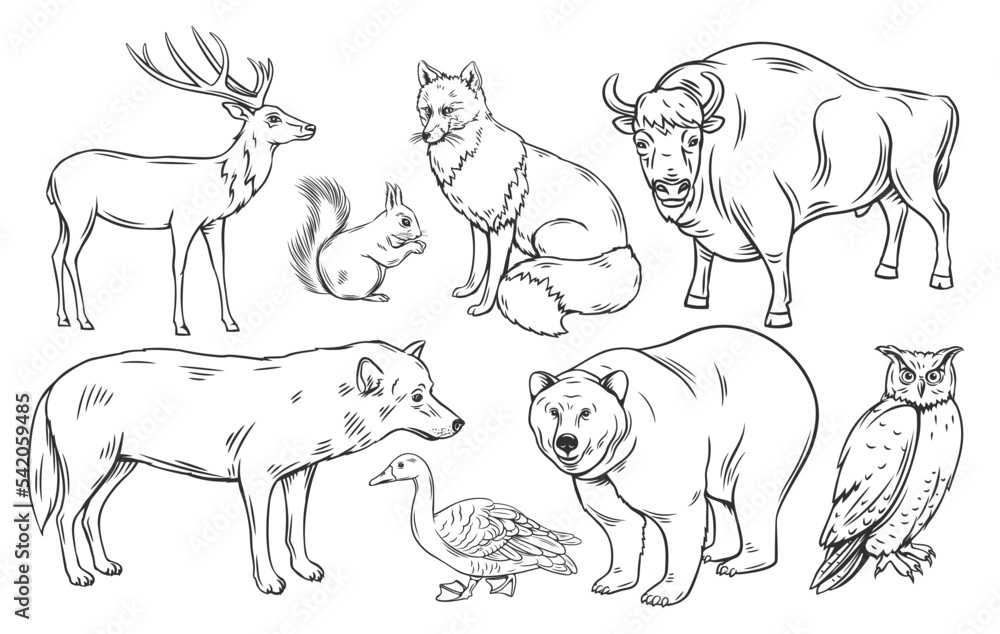 Forest animals and birds outline icons set vector illustration. Line hand drawn woodland simple collection with vintage sketches of wild and zoo animals, bear fox wolf deer squirrel duck owl bison Forest animals and birds outline icons set vector illustration. Line hand drawn woodland simple collection with vintage sketches of wild and zoo animals, bear fox wolf deer squirrel duck owl bison