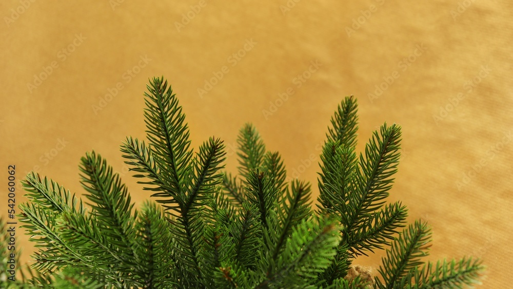 Spruce branch on a monochromatic background. 