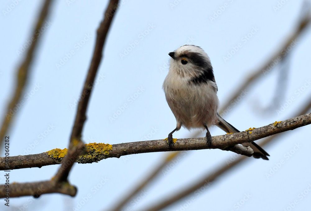 Naklejka premium Long-tailed tit // Schwanzmeise (Aegithalos caudatus) - Wuppertal, Germany