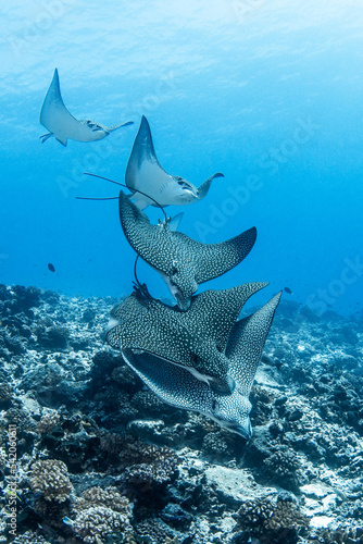 Фотография Eagle rays