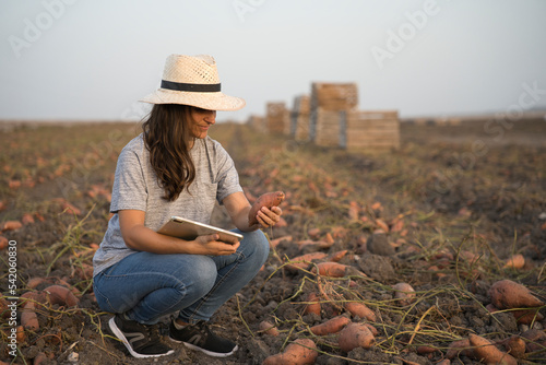 Smart farmer woman agronomist checks the field with tablet. Inteligent agriculture and digital agriculture..Female, young woman. Fresh organic sweet potatoes
