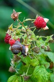 Vertical shot of a snail on a raspberry bush in a garden
