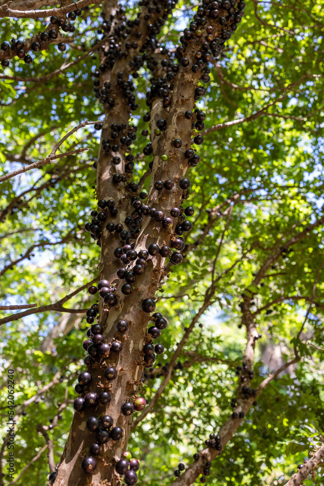Fruit exotic. Jabuticaba ready to be harvested. Jaboticaba is the native Brazilian grape tree. Species Plinia cauliflora. Typical summer fruit. Gastronomy. Fruit exotic. Jabuticaba ready to be harvested. Jaboticaba is the native Brazilian grape tree. Species Plinia cauliflora. Typical summer fruit. Gastronomy.