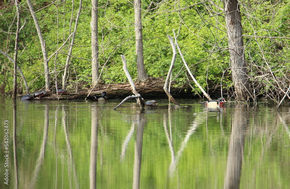 reeds in the water reeds in the water