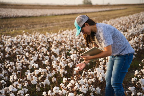 Smart cotton farmer checks the cotton field with tablet. Inteligent agriculture and digital agriculture. Female, young woman agronomist checking quality of cotton