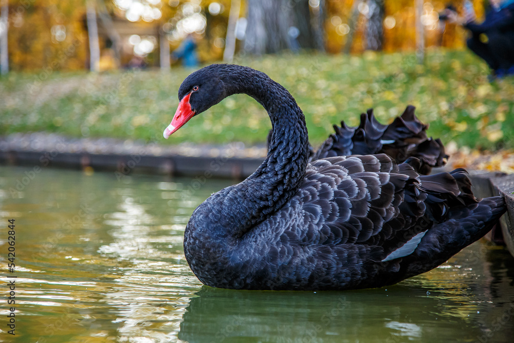 a black swan swims on a lake with yellow leaves on a beautiful autumn, sunny day. the bird is cleaning its feathers a black swan swims on a lake with yellow leaves on a beautiful autumn, sunny day. the bird is cleaning its feathers