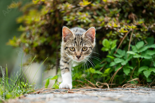 Fototapeta Naklejka Na Ścianę i Meble -  Tabby kitten in a summer garden