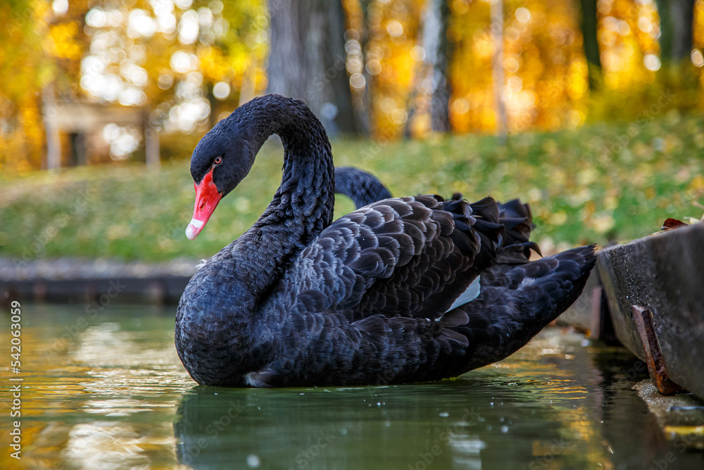a black swan swims on a lake with yellow leaves on a beautiful autumn, sunny day. the bird is cleaning its feathers a black swan swims on a lake with yellow leaves on a beautiful autumn, sunny day. the bird is cleaning its feathers
