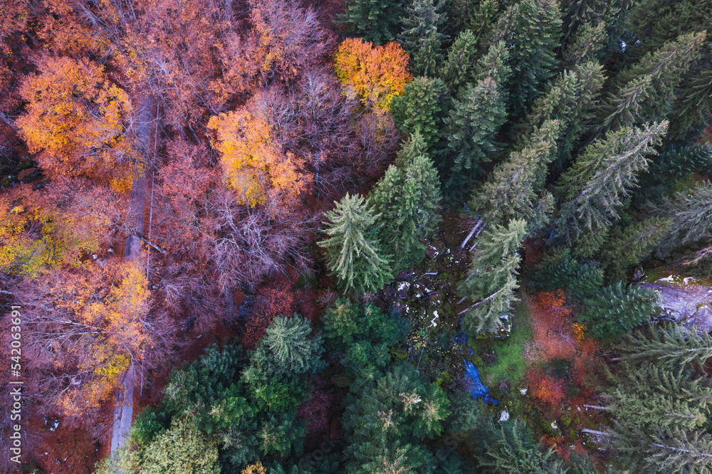 Aerial view of forest in autumnal dress at Bagni di Masino, Valtellina, Italy Aerial view of forest in autumnal dress at Bagni di Masino, Valtellina, Italy