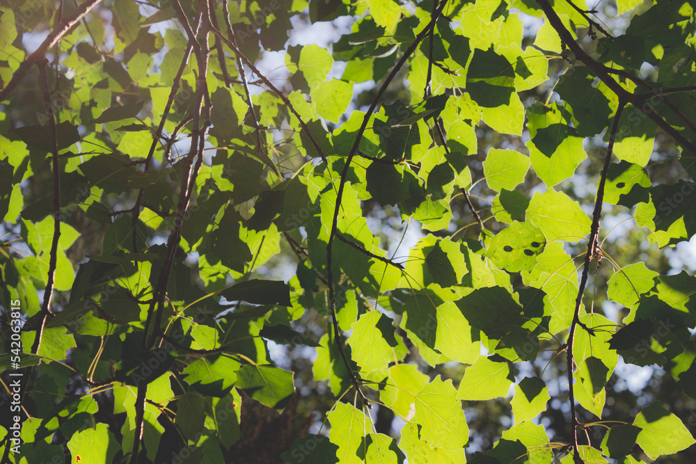Natural green background. Poplar leaves against light. Concept of ecology and green life. Natural green background. Poplar leaves against light. Concept of ecology and green life.