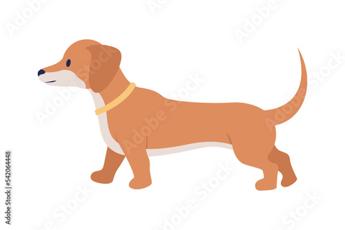 Dachshund semi flat color vector character. Editable figure. Full sized animal on white. Purebreed. Short leg dog simple cartoon style illustration for web graphic design and animation
