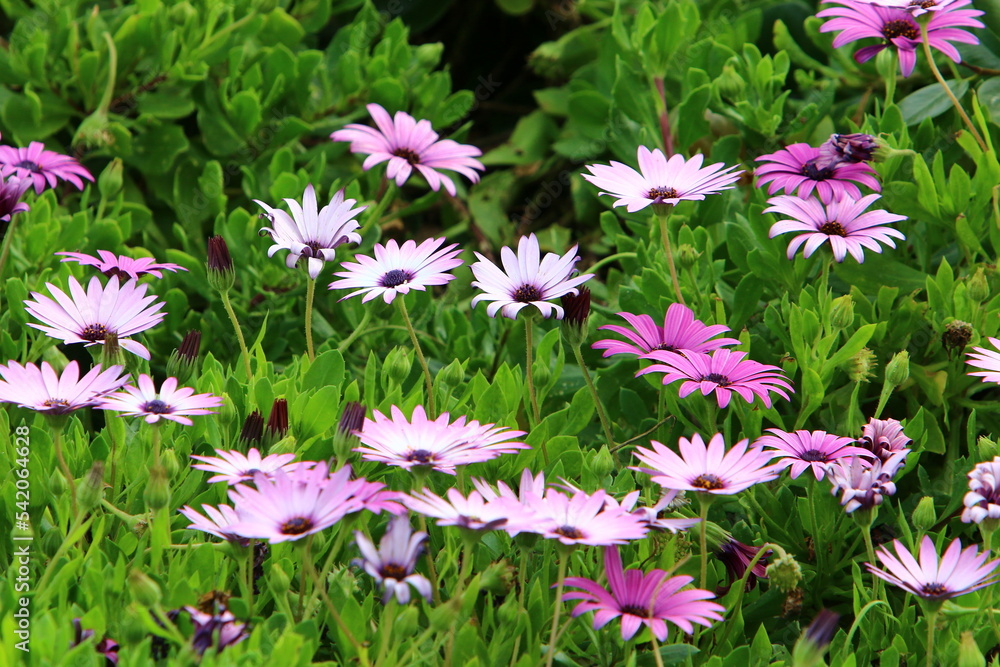 Fototapeta premium Chrysanthemums bloom in a city park in northern Israel.
