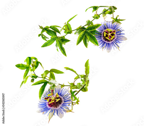 Tableau sur toile Passiflora (passionflower) isolated from background