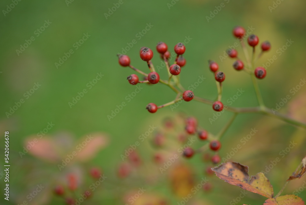 small red rose hips close-up on a branch, green fruits antioxidants, red texture on a green background, abstract gradient, blurred silhouette, organic, healthy berry, fruit tea, healthy food	
