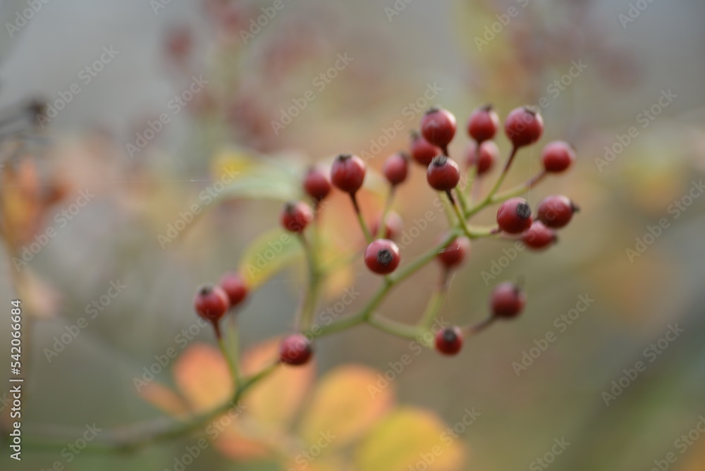 small red rose hips close-up on a branch, green fruits antioxidants, red texture on a green background, abstract gradient, blurred silhouette, organic, healthy berry, fruit tea, healthy food
small red rose hips close-up on a branch, green fruits antioxidants, red texture on a green background, abstract gradient, blurred silhouette, organic, healthy berry, fruit tea, healthy food
