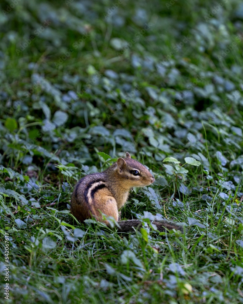 Fototapeta premium Vertical shot of a cute furry chipmunk sitting on the green grass