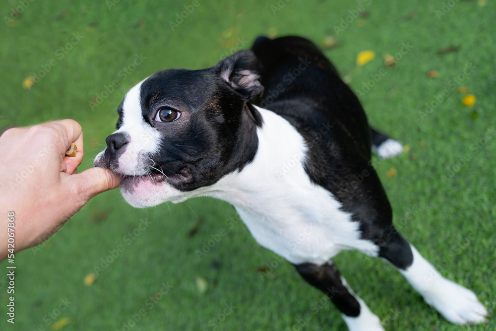 Boston Terrier puppy chewing or biting the thumb of the person she is playing with due to the fact she is teething. She is outsdie standing on artifial grass