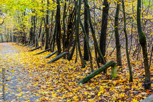 the road through the old park covered with golden leaves photo