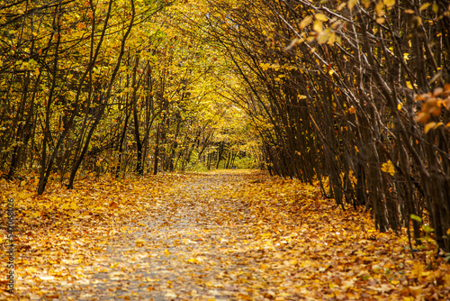 the road through the old park covered with golden leaves photo