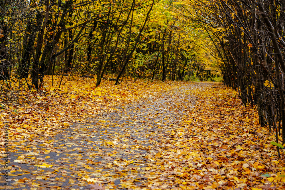 the road through the old park covered with golden leaves