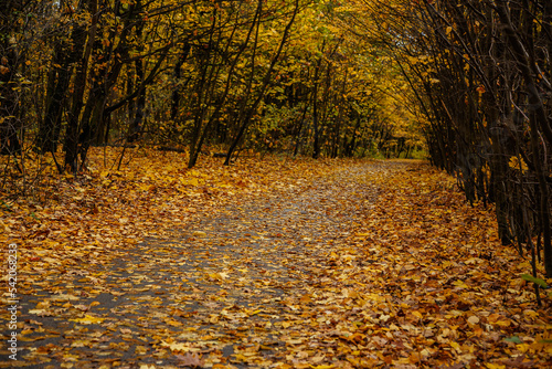 the road through the old park covered with golden leaves