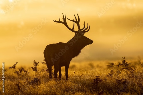 View of a beautiful Red deer in a field during sunset