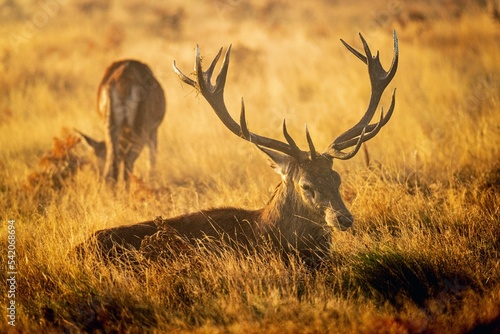 View of a beautiful Red deer in a field during sunset