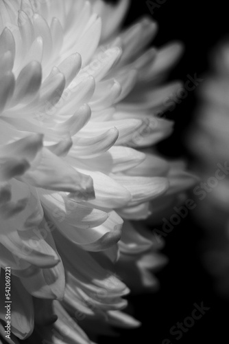 white dahlia flower © Iryna