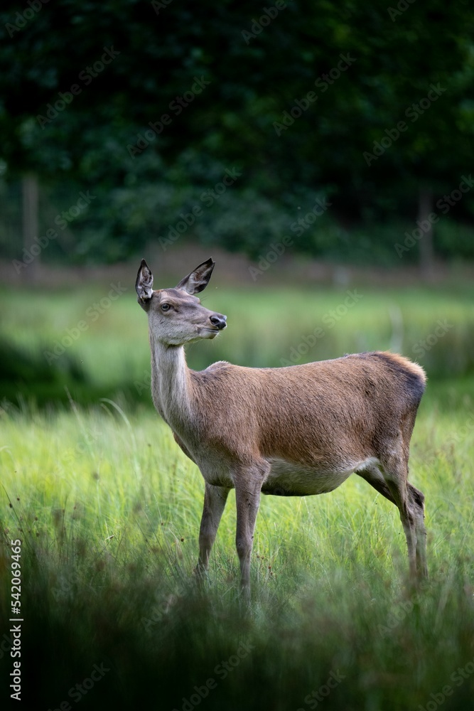 Vertical shot of a beautiful brown deer in nature isolated on a blurred background Vertical shot of a beautiful brown deer in nature isolated on a blurred background