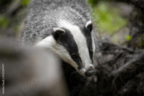 Closeup of a cute European badger in nature during the daytime © Martin Röschmann/Wirestock Creators