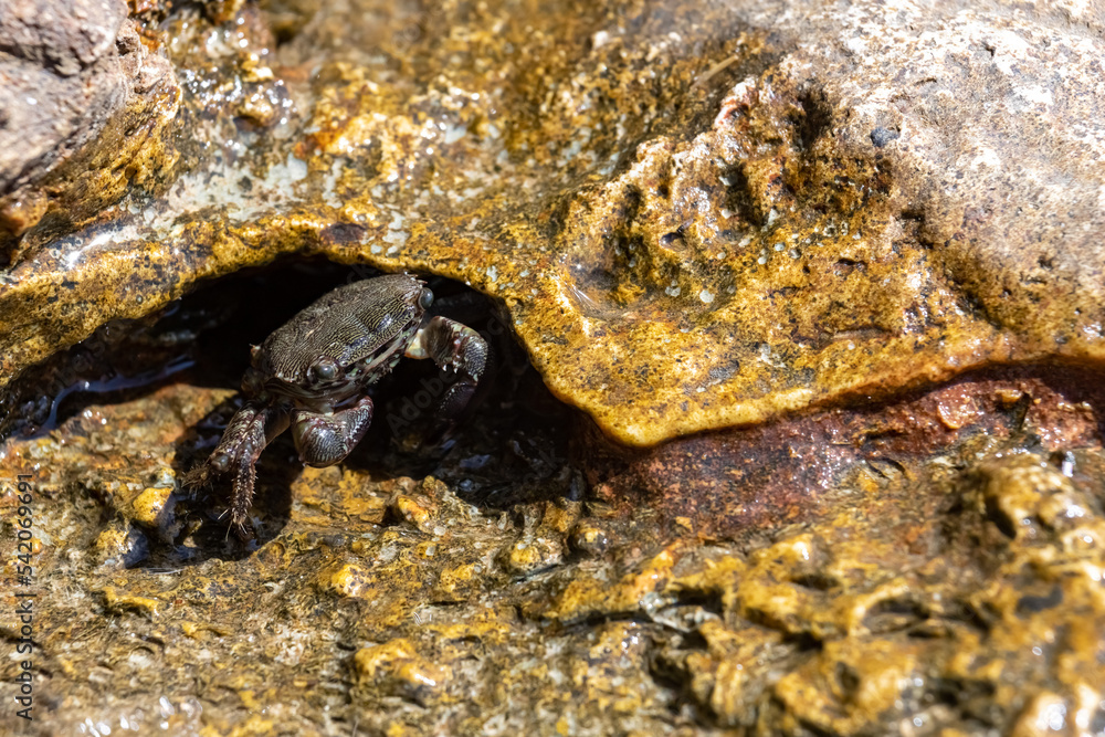 Stone crab in the sea on rocks . Eriphia verrucosa. Inhabitants of the Black Sea. Crimea.