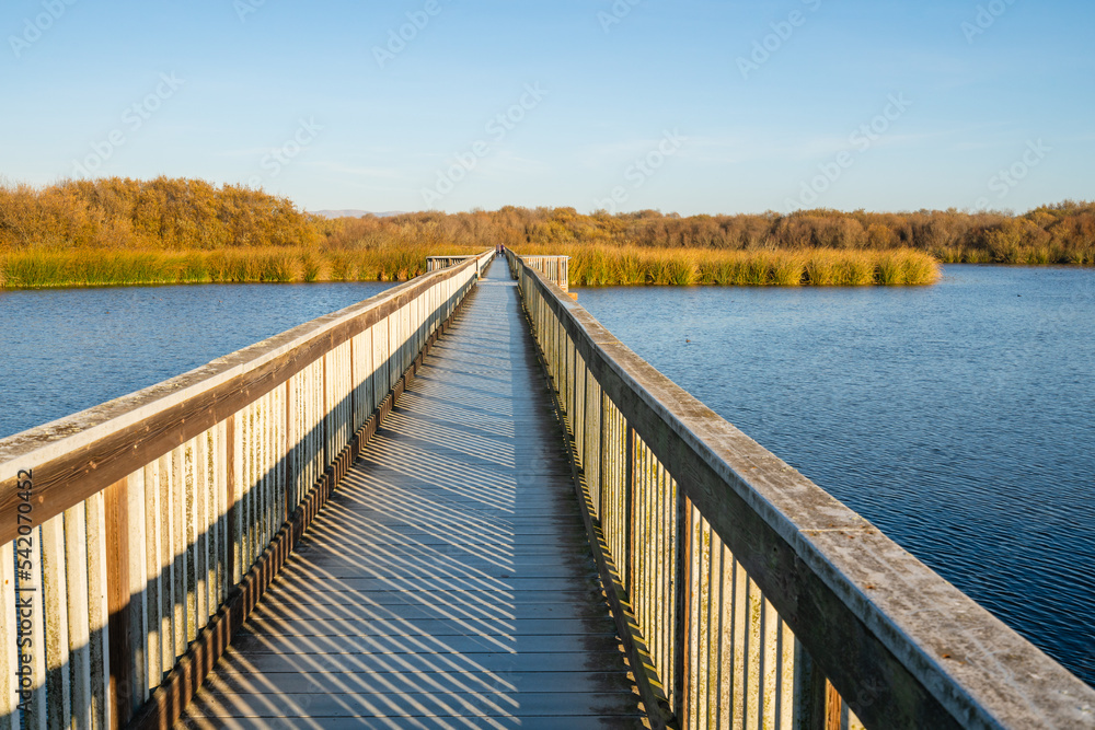 Wooden boardwalk through the Oso Flaco lake in Oceano Dunes, California. Oso Flaco is a freshwater lake, and it is a refuge for local and migrating birds Wooden boardwalk through the Oso Flaco lake in Oceano Dunes, California. Oso Flaco is a freshwater lake, and it is a refuge for local and migrating birds