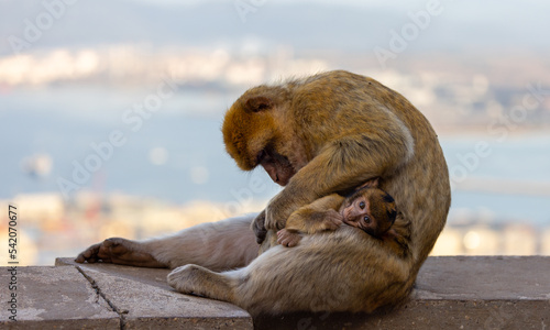Mother and Baby Monkey, Barbary macaque at Rock of Gibraltar, UK. City and Sea in Background.