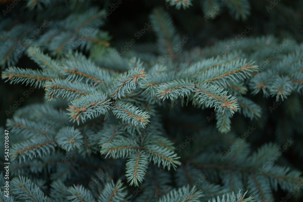 Green branches of a Christmas tree, coniferous saturated tree branches close-up, background of a tree needle