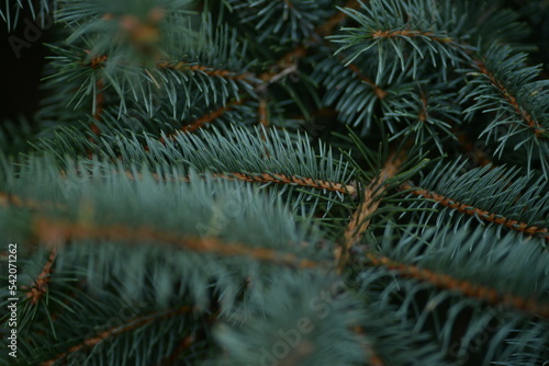 Green branches of a Christmas tree, coniferous saturated tree branches close-up, background of a tree needle