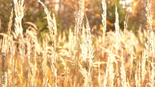Reed grass in autumn, fall nature in sunny weather