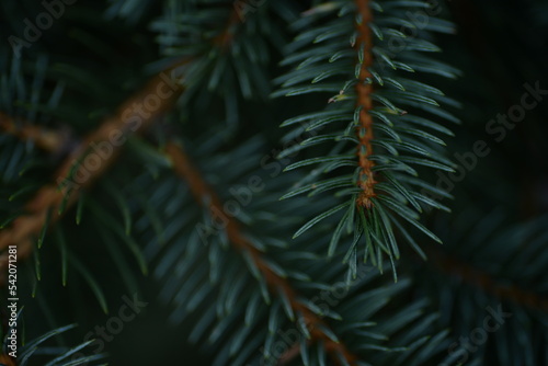 Green branches of a Christmas tree  coniferous saturated tree branches close-up  background of a tree needle