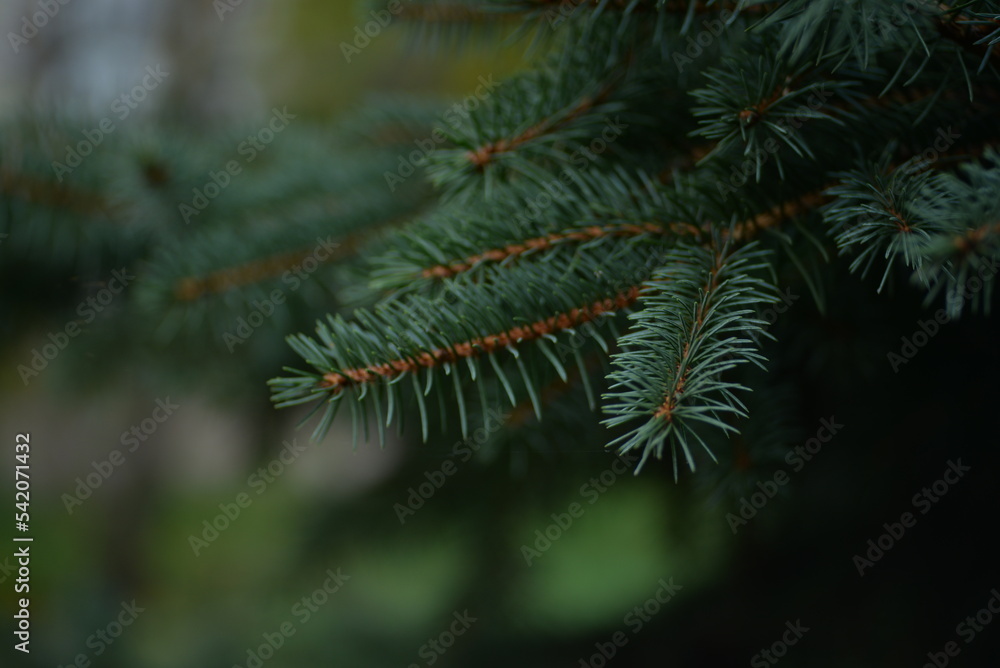 
green branches of a pine tree close-up, short needles of a coniferous tree close-up on a green background, texture of needles of a Christmas tree close-up