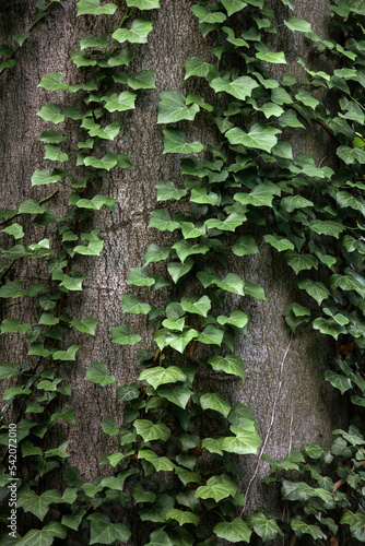 Obraz na płótnie Green ivy growing on the tree trunk w salonie