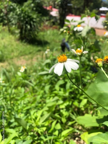 Ajeran flower is a yellow wild plant photo