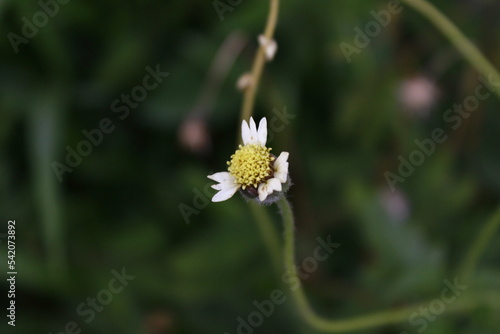 Ajeran flower is a yellow wild plant photo