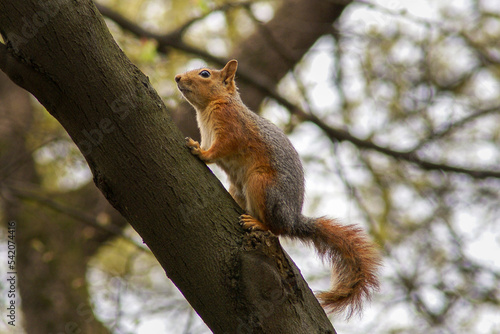squirrel on a tree © yakupyener
