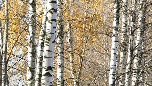 European white birch trees in autumn, leaf fall in sunny weather