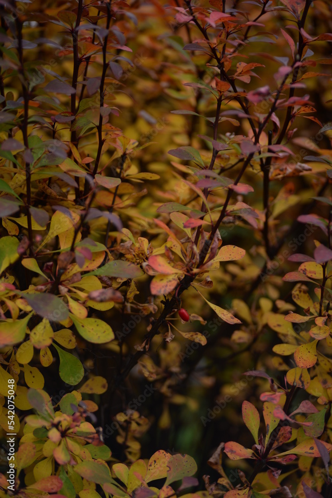 bright colorful branches autumn colors red leaves of a shrub on a green background, kali dew on deep red leaves after rain, texture of autumn trees on bokeh background in city, green