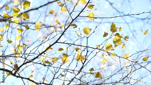 Autumn nature background, yellow birch tree leaves in sunny sky, autumn leaf fall