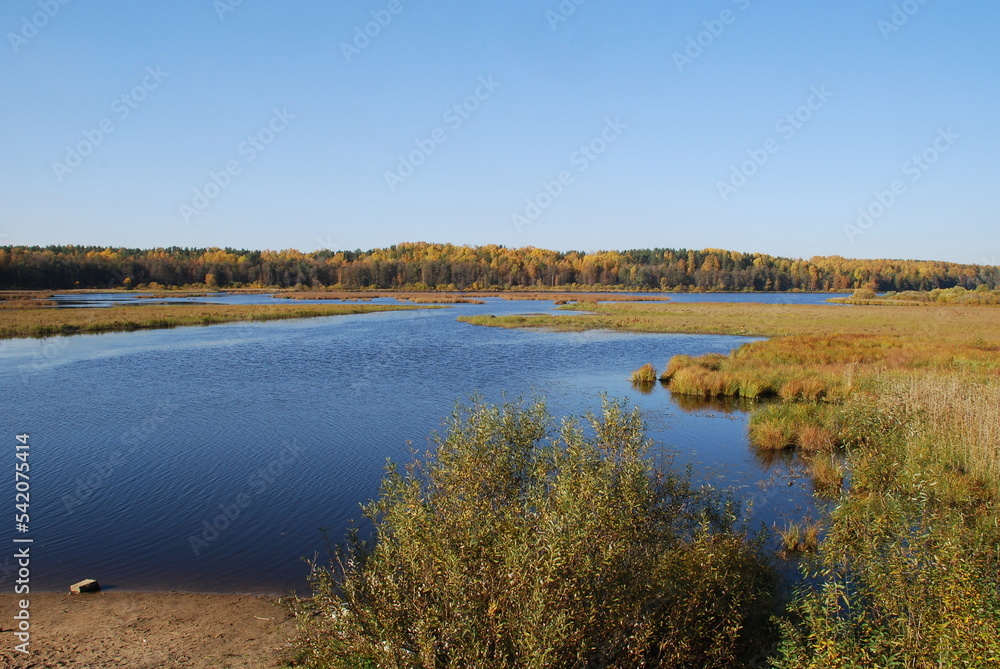 Autumn trees on the lake. Autumn sunny day, deciduous tall trees grow on the shore of the lake under the blue sky. The leaves on them turned yellow, red and orange coloring the landscape.