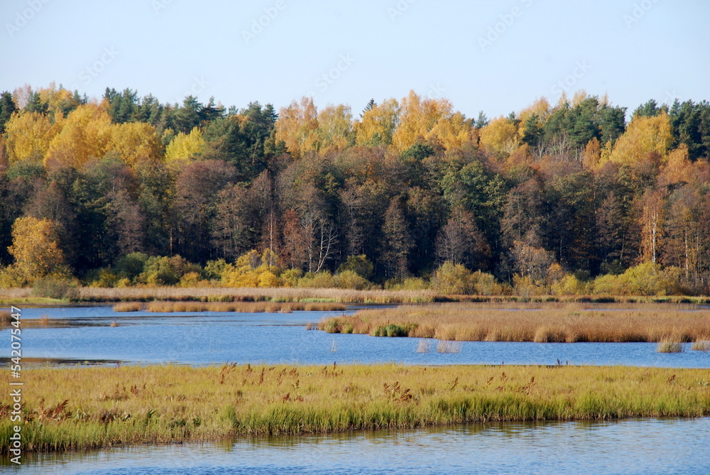 Autumn trees on the lake. Autumn sunny day, deciduous tall trees grow on the shore of the lake under the blue sky. The leaves on them turned yellow, red and orange coloring the landscape. Autumn trees on the lake. Autumn sunny day, deciduous tall trees grow on the shore of the lake under the blue sky. The leaves on them turned yellow, red and orange coloring the landscape.